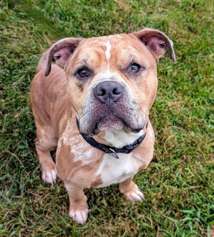 adoptable Dog in Akron, OH named STAN LEE