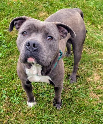 adoptable Dog in Akron, OH named AVOCADO