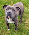 adoptable Dog in  named AVOCADO