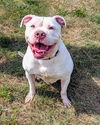 adoptable Dog in  named POLLY