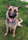adoptable Dog in Akron, OH named WILLARD