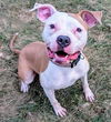 adoptable Dog in  named LUCY