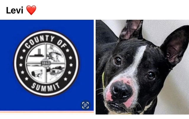 adoptable Dog in Akron, OH named LEVI