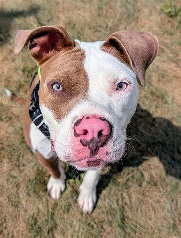adoptable Dog in Akron, OH named BOBA