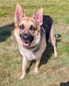 adoptable Dog in Akron, OH named DEVIN