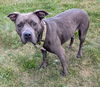 adoptable Dog in  named TOOTSIE