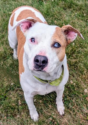 adoptable Dog in Akron, OH named ROSE
