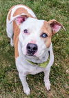 adoptable Dog in  named ROSE