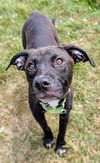 adoptable Dog in  named RAQUEL