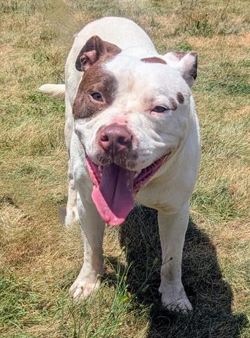 adoptable Dog in Akron, OH named BRUTUS