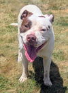 adoptable Dog in , OH named BRUTUS