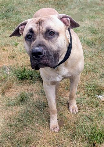 adoptable Dog in Akron, OH named ZACH