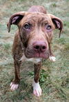 adoptable Dog in , OH named LOCK