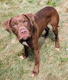 adoptable Dog in , OH named BARREL