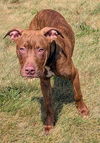 adoptable Dog in , OH named SHOCK