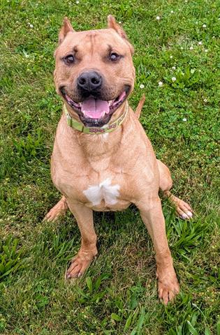 adoptable Dog in Akron, OH named LOKI