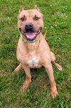 adoptable Dog in  named LOKI