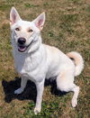 adoptable Dog in  named PAIGE