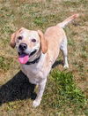 adoptable Dog in  named PEA SHOOTER