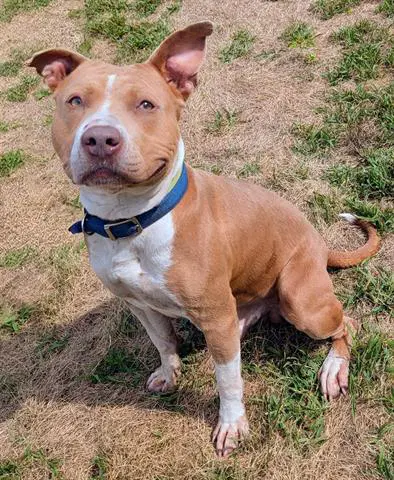 Gilbert - Pit Bull Terrier