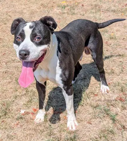 Gonzales - American Bulldog
