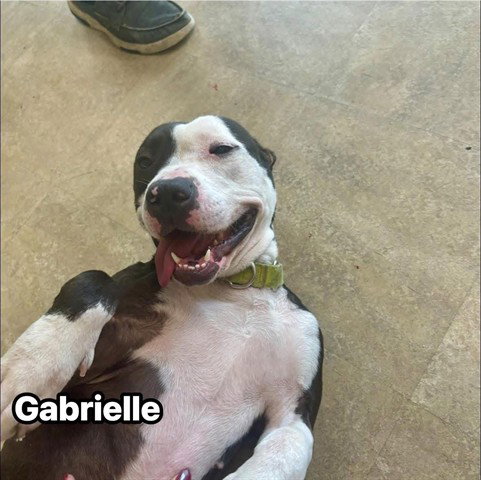 GABRIELLE - Pit Bull Terrier for adoption in Akron