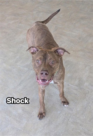 SHOCK - Mastiff / American Pit Bull Terrier for adoption in Akron