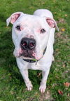 BENJI - Photo 1