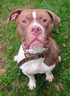DOZER - Photo 1
