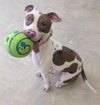 ZIPPY - Photo 1