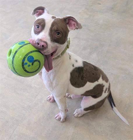ZIPPY - Pit Bull Terrier available for adoption