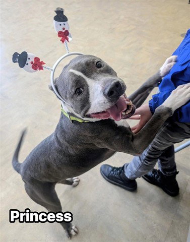 PRINCESS - American Staffordshire Terrier for adoption in Akron