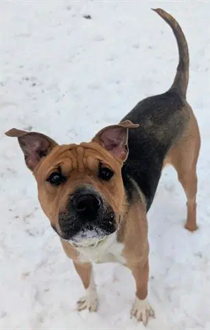 Tinkerbell - Chinese Shar-Pei