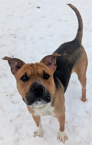 picture of the dog needing adoption