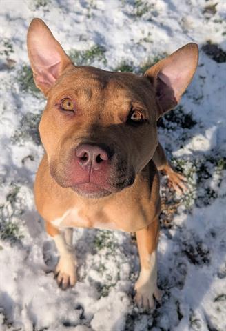 MIMI - Staffordshire Bull Terrier available for adoption
