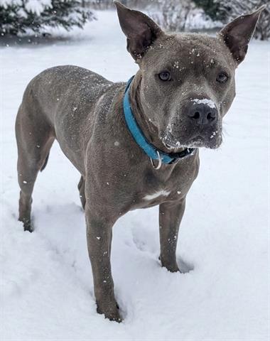 BANDIT - Pit Bull Terrier available for adoption