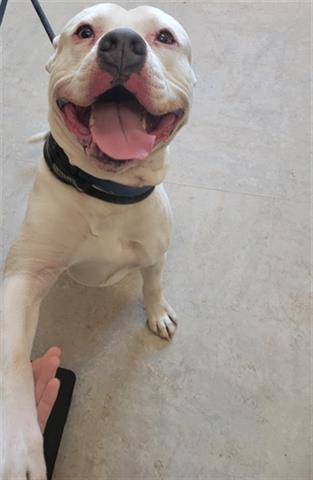 Bulldog