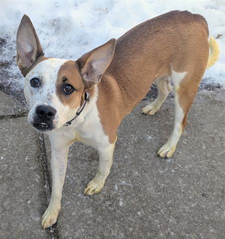 Australian Cattle Dog