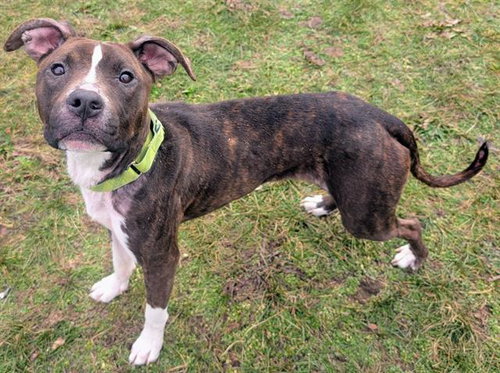 picture of the dog needing adoption
