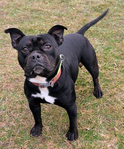 picture of the dog needing adoption