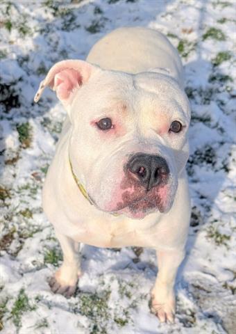 Bulldog