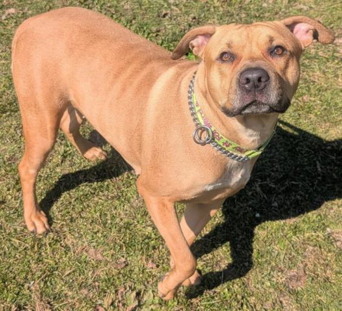 picture of the dog needing adoption