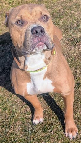 Pit Bull