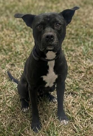 BROCK, an adoptable Pit Bull Terrier in Akron, OH