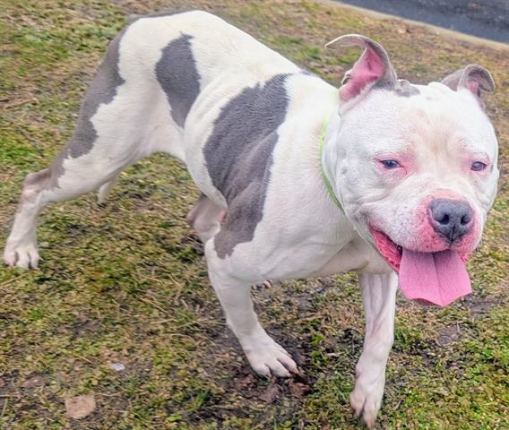 Pit Bull