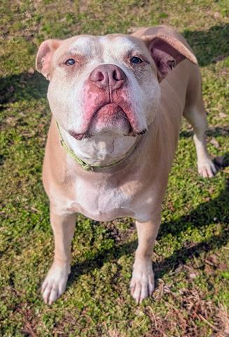 Pit Bull