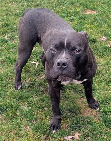 Pit Bull