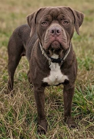 IDAHO, an adoptable American Staffordshire Terrier in Akron, OH