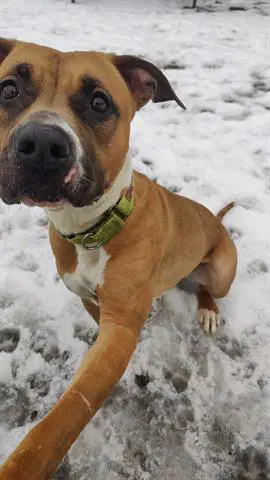 Jade - American Staffordshire Terrier
