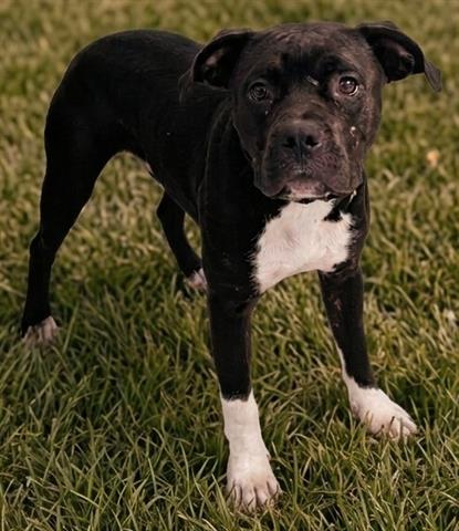 MEDUSA, an adoptable Pit Bull Terrier in Akron, OH